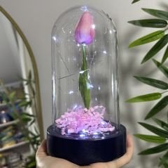 Led Işıklı Lale Cam  Fanus