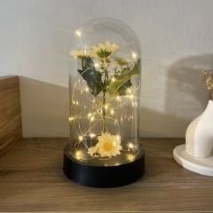 Led Işıklı Papatya Cam Fanus
