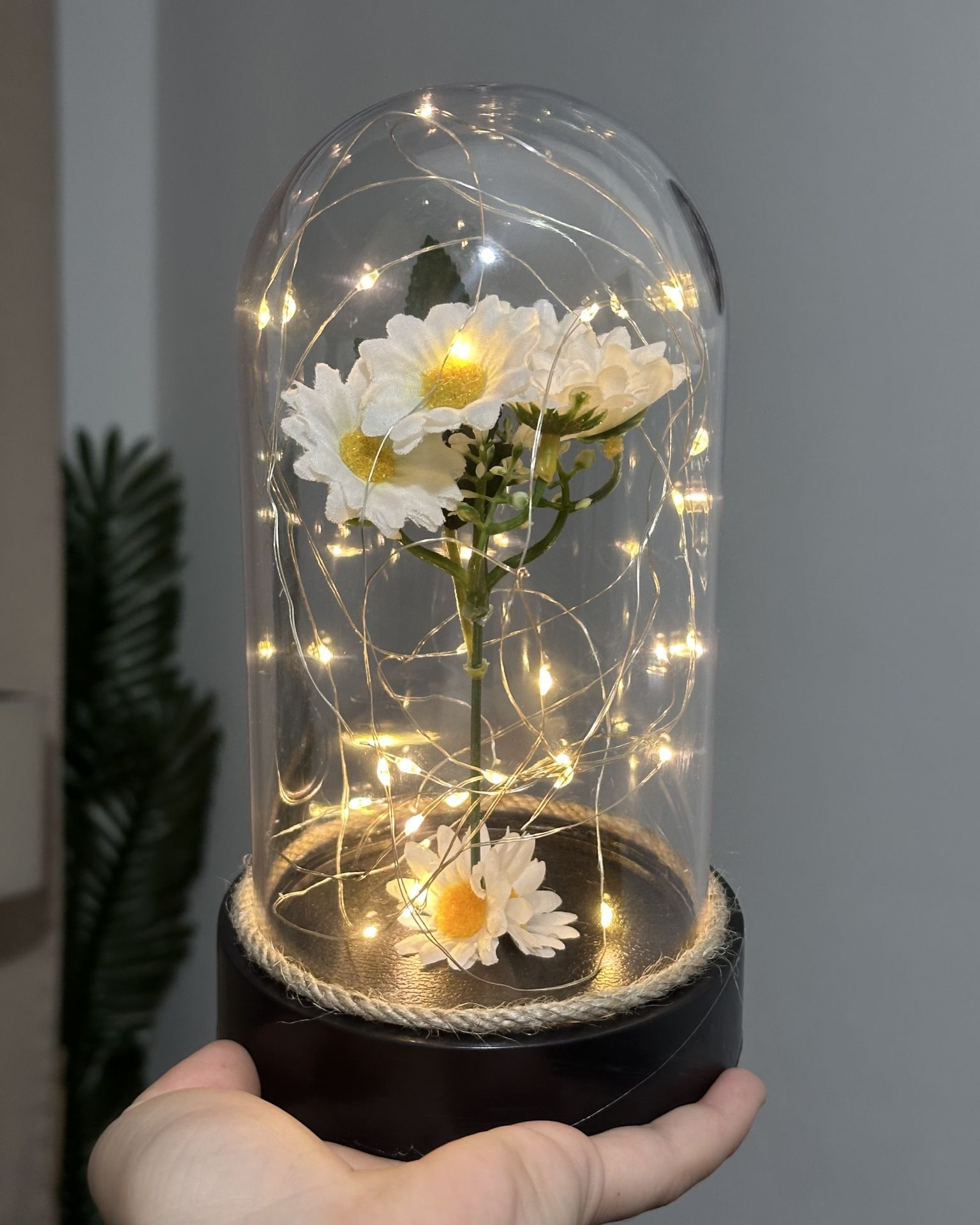 Led Işıklı Papatya Cam Fanus