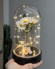 Led Işıklı Papatya Cam Fanus